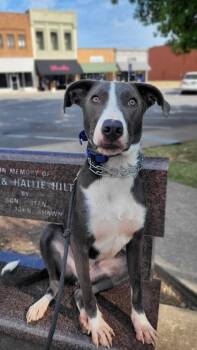 Kash -  Great Dane and Catahoula Leopard Dog Dog for Adoption in Clinton, Missouri - Kash | PetCurious