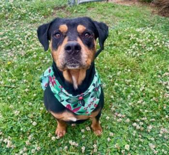 Rottweiler and Mixed Breed Dogs Available for Adoption in Tulsa, Oklahoma - GOMER | PetCurious