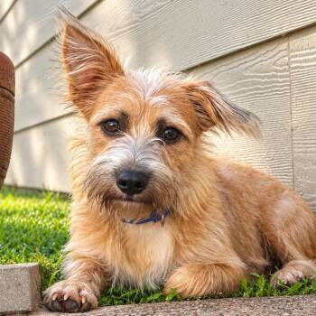 Barry -  Norfolk Terrier and Terrier Dog for Adoption in Humble, Texas - Barry | PetCurious