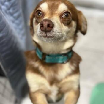 Mixed Breed Dogs Available for Adoption - Obsession | PetCurious