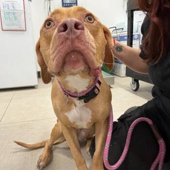 Cinnaminson -  Pit Bull Terrier Dog for Adoption in Newark, New Jersey - Cinnaminson | PetCurious