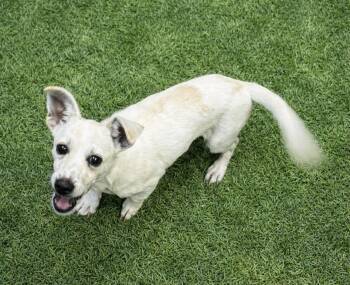 Tyson 0227 -  Jack Russell Terrier Dog for Adoption in Waldorf, Maryland - Tyson 0227 | PetCurious