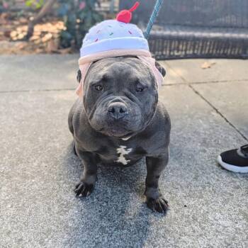 Abby -  Bulldog and American Staffordshire Terrier Dog for Adoption in Berkeley, California - Abby | PetCurious