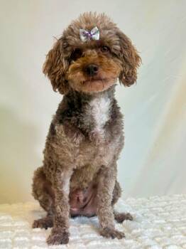 Lotus -  Poodle Dog for Adoption in New Stanton, Pennsylvania - Lotus | PetCurious