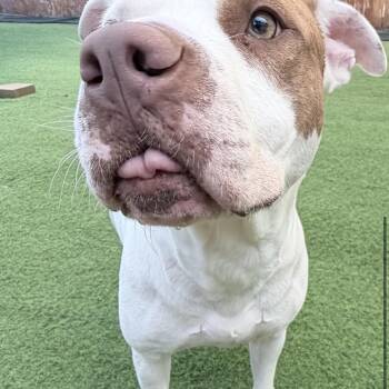 Reese -  American Staffordshire Terrier Dog for Adoption in Huntington, New York - Reese | PetCurious