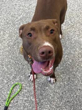 Pit Bull Terrier Dogs Available for Adoption - Tilly | PetCurious