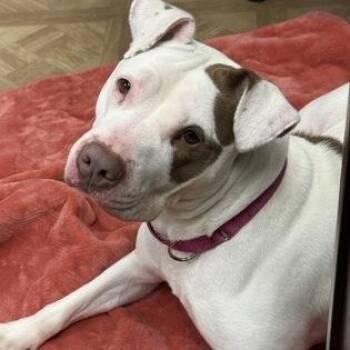 Pit Bull Terrier Dogs Available for Adoption - Chica | PetCurious