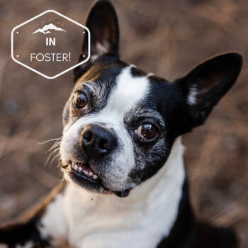 Rescue Boston Terrier Dogs for Adoption in Incline Village, Nevada - Roberto | PetCurious