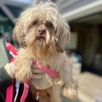 Shih Tzu Dogs Available for Adoption in Campton Hills, Illinois - Kimono | PetCurious