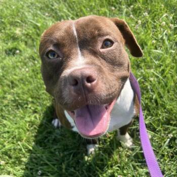 Pit Bull Terrier and Boxer Dogs Available for Adoption in Cumming, Georgia - Marceline  | PetCurious