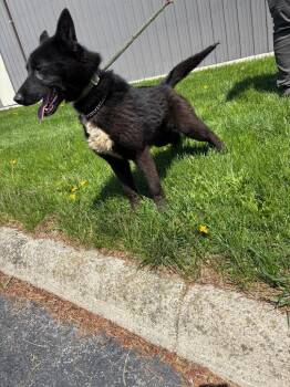 Goose -  German Shepherd Dog and Husky Dog for Adoption in Findlay, Ohio - Goose | PetCurious