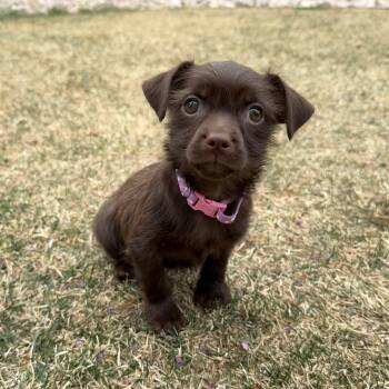 Terrier and Pug Dogs Available for Adoption in Fort Collins, Colorado - Mochi | PetCurious