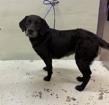 Labrador Retriever and Mixed Breed Dogs Available for Adoption in Houston, Texas - FRANNIE | PetCurious
