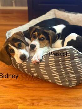 Foxhound and Beagle Dogs Available for Adoption in Irwin, Pennsylvania - Prescott | PetCurious