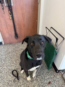 Mixed Breed Dogs Available for Adoption in Columbia, Tennessee - Loki | PetCurious