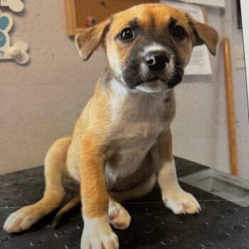 Audrey -  Mixed Breed Dog for Adoption in Springboro, Ohio - Audrey | PetCurious