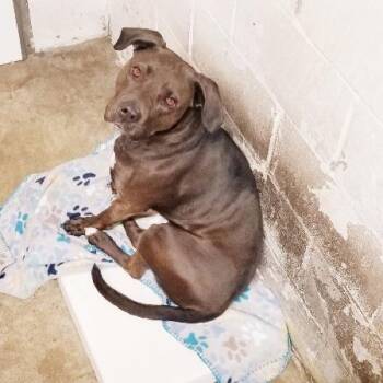 American Staffordshire Terrier Dogs Available for Adoption in Seymour, Indiana - MO | PetCurious