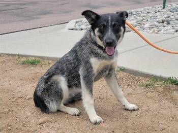 ELOEL -  Australian Cattle Dog Blue Heeler and Mixed Breed Dog for Adoption in Colorado Springs, Colorado - ELOEL | PetCurious