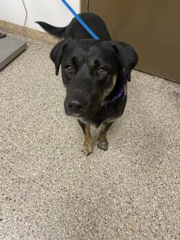 Katinka Roo -  Pit Bull Terrier Dog for Adoption in Vancouver, Washington - Katinka Roo | PetCurious