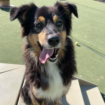 Franny -  Australian Shepherd Dog for Adoption in Sparta, Wisconsin - Franny | PetCurious
