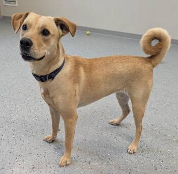 Nova -  Mixed Breed Dog for Adoption in Yankton, South Dakota - Nova | PetCurious