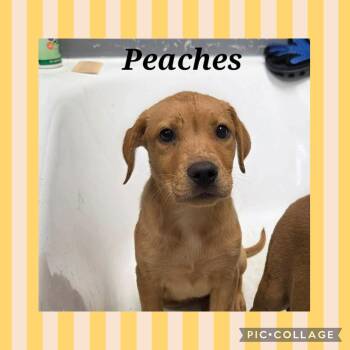 Labrador Retriever Dogs Available for Adoption in Ringwood, New Jersey - Peaches | PetCurious