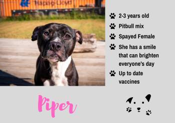 Piper -  Pit Bull Terrier Dog for Adoption in Junction City, Kansas - Piper | PetCurious