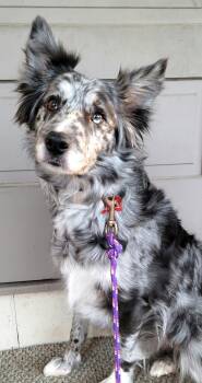 Annie -  Border Collie Dog for Adoption in Minnetrista, Minnesota - Annie | PetCurious