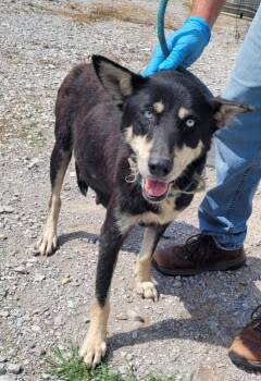 Harmony -  Husky Dog for Adoption in Lawrenceburg, Tennessee - Harmony | PetCurious