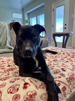 Kamilla -  Pit Bull Terrier Dog for Adoption in Stratham, New Hampshire - Kamilla | PetCurious