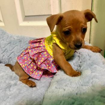 Moana -  Chihuahua Dog for Adoption in Fort Worth, Texas - Moana | PetCurious