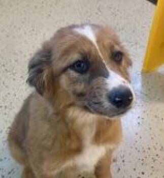 Shepherd Dogs Available for Adoption - Lorna | PetCurious