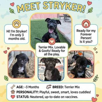 Stryker KB -  Terrier and Mixed Breed Dog for Adoption in Austin, Texas - Stryker KB | PetCurious