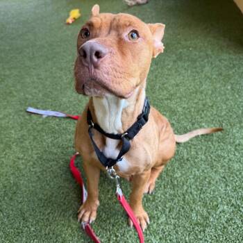 Ivy -  Pharaoh Hound and Mixed Breed Dog for Adoption in West Palm Beach, Florida - Ivy | PetCurious
