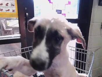HUDSON -  Anatolian Shepherd and Mixed Breed Dog for Adoption in Tulsa, Oklahoma - HUDSON | PetCurious