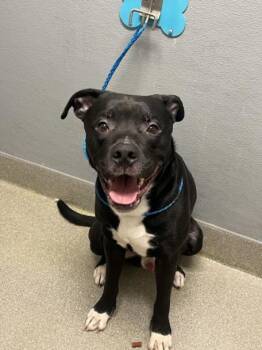 Pit Bull Terrier Dogs Available for Adoption in Las Vegas, Nevada - SPIN CITY | PetCurious