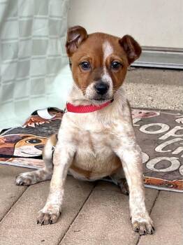 Australian Cattle Dog Blue Heeler Dogs Available for Adoption - Doree | PetCurious