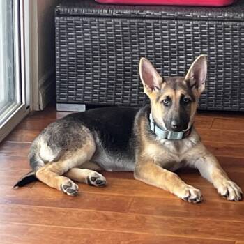 German Shepherd Dog and Mixed Breed Dogs Available for Adoption in San Diego, California - Mercedes | PetCurious