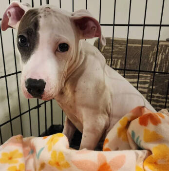 Rescue Mixed Breed Dogs for Adoption in Wyoming, Michigan - Cooper | PetCurious