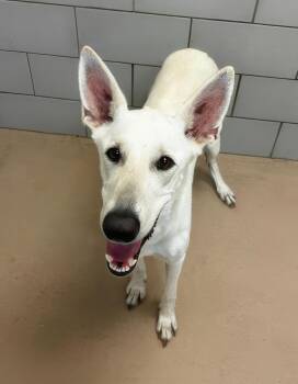 Pony -  Mixed Breed Dog for Adoption in Nashville, Tennessee - Pony | PetCurious
