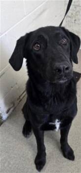 REGGIE -  Labrador Retriever Dog for Adoption in San Bernardino, California - REGGIE | PetCurious