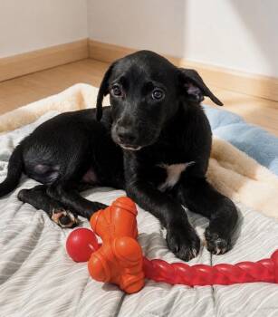 Jeremiah -  Terrier and Chiweenie Dog for Adoption in Camp Pendleton North, California - Jeremiah | PetCurious