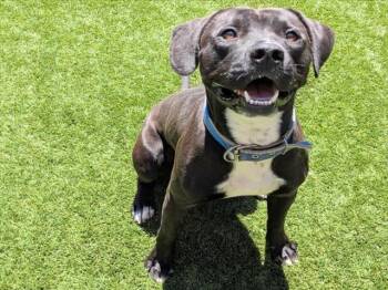 Rescue Pit Bull Terrier Dogs for Adoption in San Marcos, California - URGENT! SAVE ME PLEASE! Joshua - ID#A544942 | PetCurious