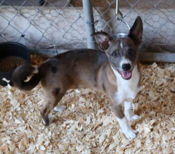 Basil -  Chihuahua and Australian Cattle Dog Blue Heeler Dog for Adoption in Winchester, Tennessee - Basil | PetCurious