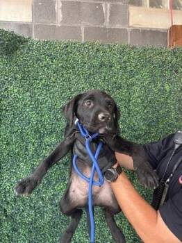 61686766 -  Retriever and Mixed Breed Dog for Adoption in El Paso, Texas - 61686766 | PetCurious