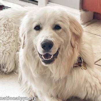 Great Pyrenees Dogs Available for Adoption in Beacon, New York - Pearl In PA - Loves Watching The Fish In The Pond | PetCurious