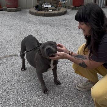 Lila -  Pit Bull Terrier and Mixed Breed Dog for Adoption in Fayetteville, Arkansas - Lila | PetCurious