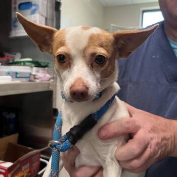 Chihuahua and Mixed Breed Dogs Available for Adoption - Sophia | PetCurious