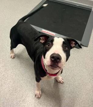 Luna -  Mixed Breed Dog for Adoption in Moundsville, West Virginia - Luna | PetCurious