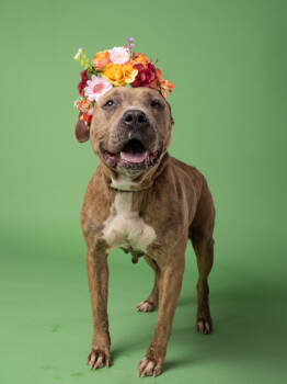 Rescue Pit Bull Terrier and Mixed Breed Dogs for Adoption in Atlanta, Georgia - Betty Lou | PetCurious